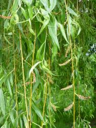 Salix ×pendulina f. salamonii. Pendent branchlets with leaves and catkins with open capsules.
 Image: D. Glenny © Landcare Research 2020 CC BY 4.0